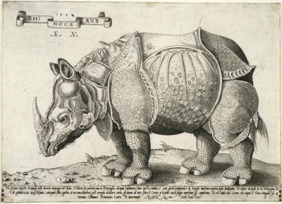 Rhinoceros by Enea Vico